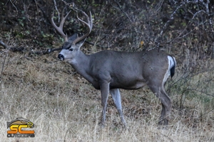 2018 River Ranch Hybrid Blacktail Mule Deer Cross